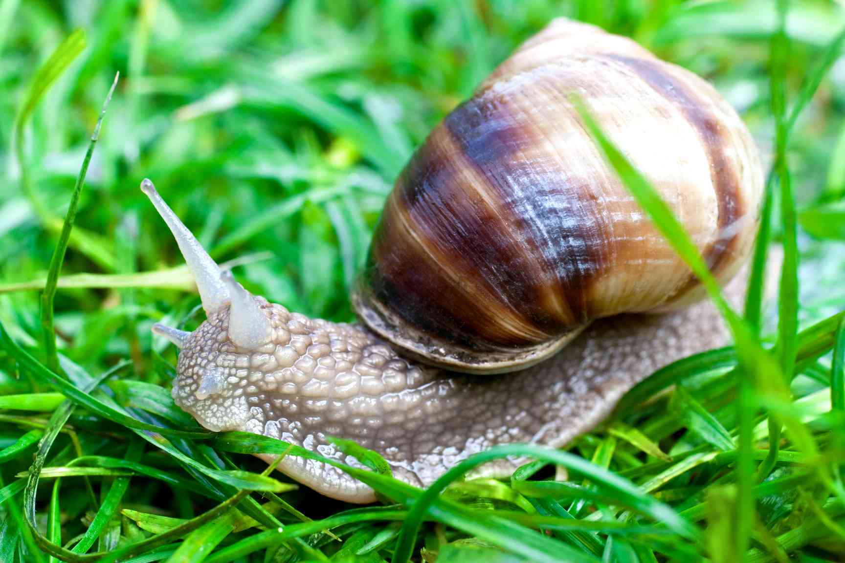 摄图网_320636470_在绿草上吃蜗牛房子速度食物绿色园艺叶子蠕变鼻涕虫植物宏观(企业商用)(1)